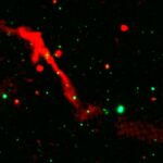 Astronomia: Buraco negro “acorda” após 100 milhões de anos e intriga astrônomos