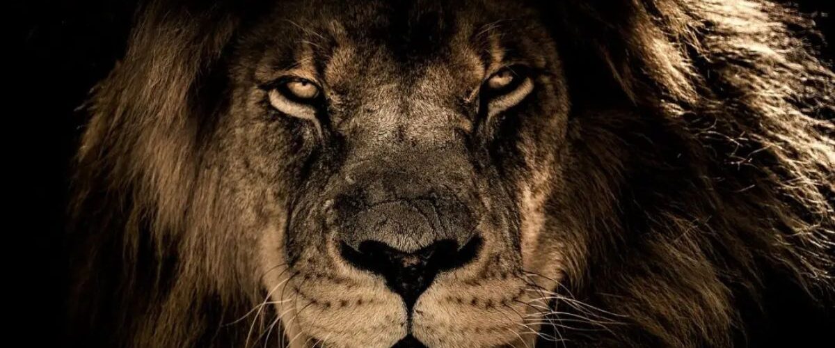 Tributos: Dividendos e imposto mínimo exigem estratégia