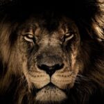 Tributos: Dividendos e imposto mínimo exigem estratégia