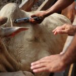 Agro: Campanha amplia vacinação contra brucelose