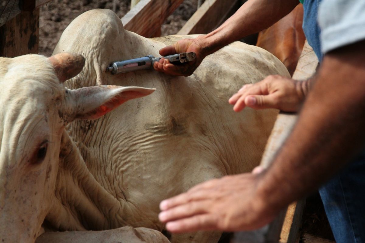 Agro: Campanha amplia vacinação contra brucelose