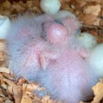 Meio Ambiente: Ave rara se reproduz na Caatinga