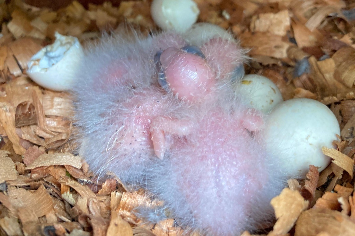 Meio Ambiente: Ave rara se reproduz na Caatinga