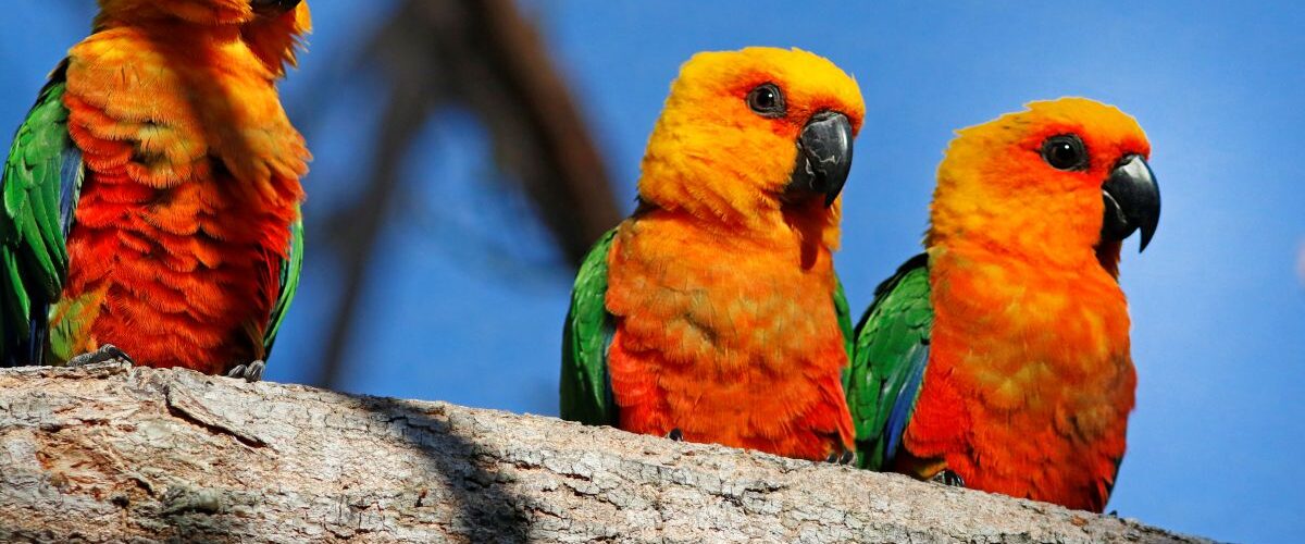 Meio Ambiente: Dia da Caatinga destaca conservação no Ceará