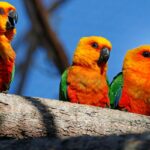 Meio Ambiente: Dia da Caatinga destaca conservação no Ceará