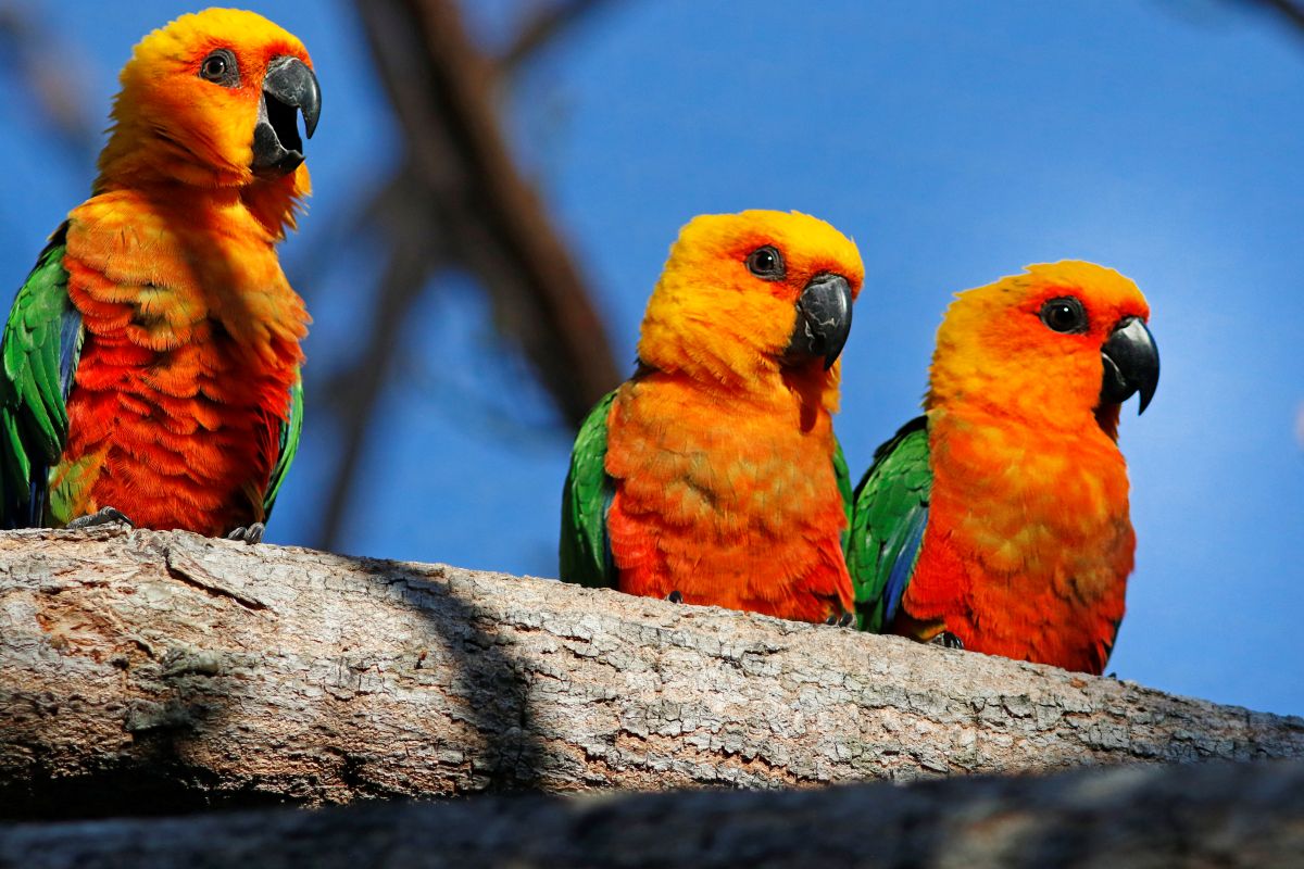 Meio Ambiente: Dia da Caatinga destaca conservação no Ceará