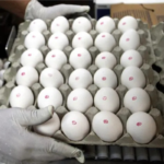 Mercado: Excesso de ovos pressiona preços no Brasil