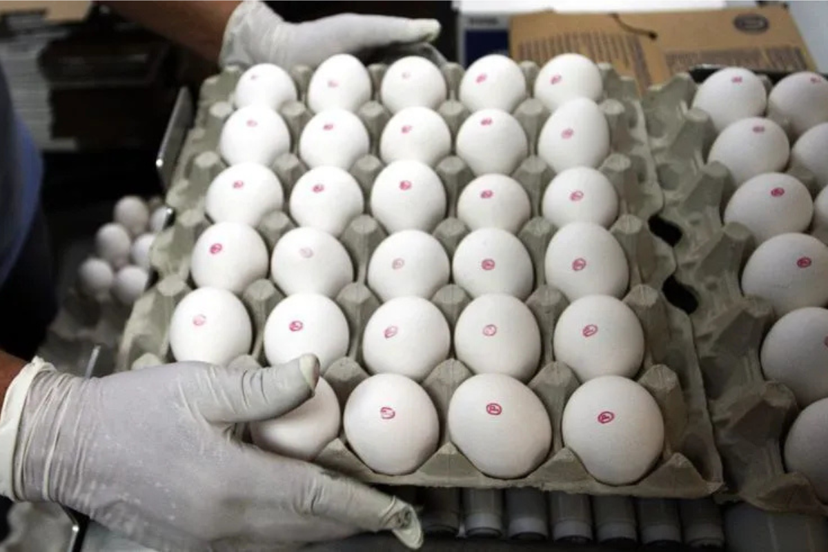 Mercado: Excesso de ovos pressiona preços no Brasil