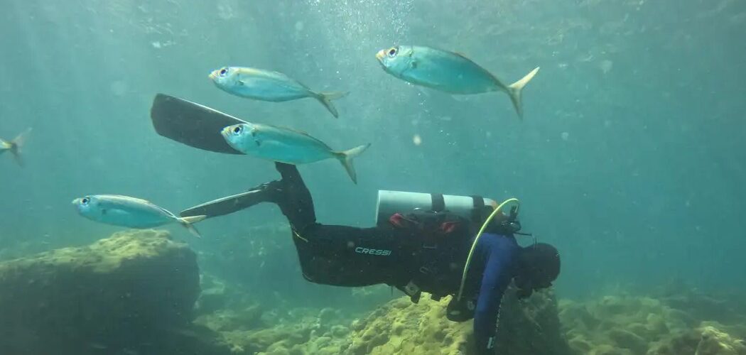 Meio Ambiente: Projeto usa ciência para preservar costões rochosos