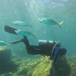 Meio Ambiente: Projeto usa ciência para preservar costões rochosos