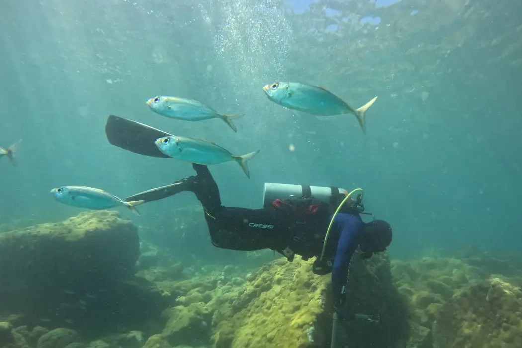 Meio Ambiente: Projeto usa ciência para preservar costões rochosos