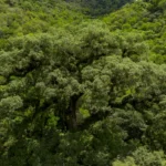 Desmatamento da Mata Atlântica cai 28%