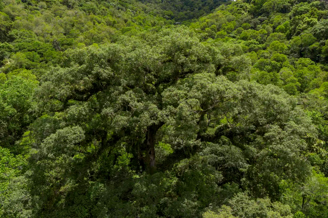 Desmatamento da Mata Atlântica cai 28%