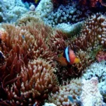 Estudo revela mil espécies ocultas no mar brasileiro