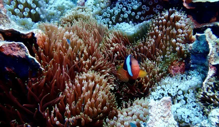 Estudo revela mil espécies ocultas no mar brasileiro