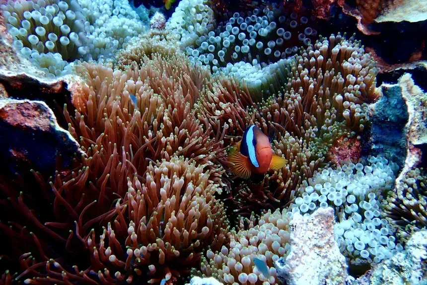 Estudo revela mil espécies ocultas no mar brasileiro