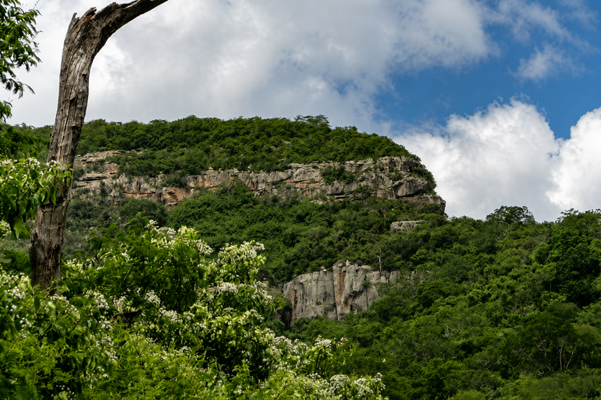 Meio Ambiente: Caatinga ganha novas áreas protegidas