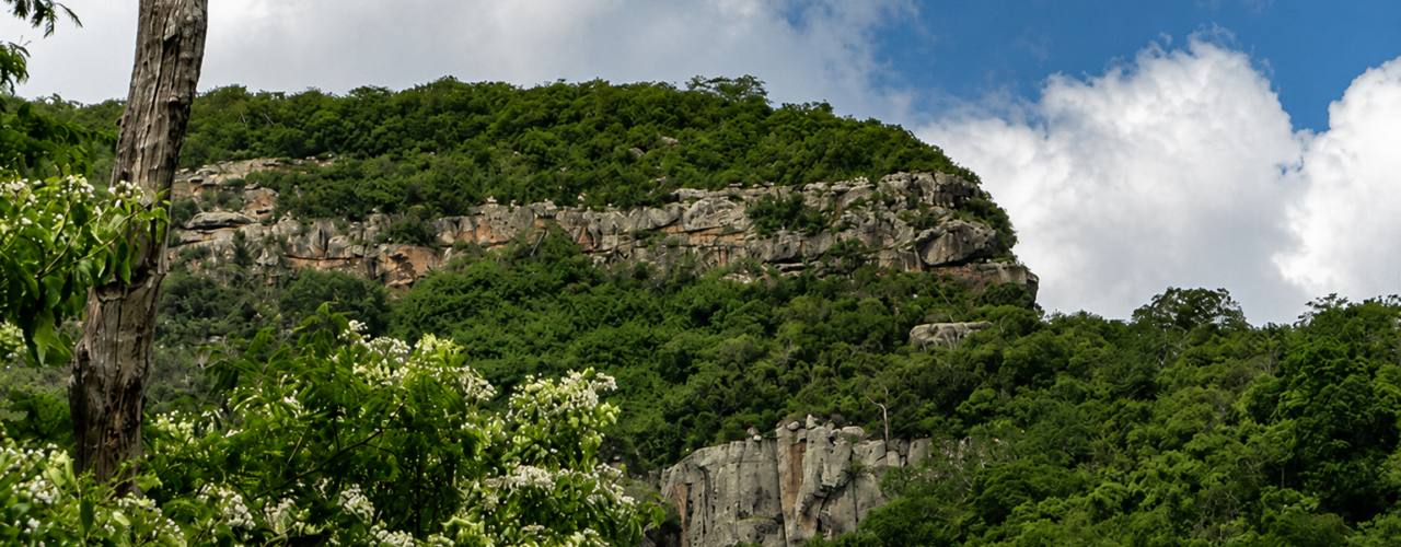 Meio Ambiente: Caatinga ganha novas áreas protegidas