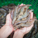 Crédito para carcinicultura cresce 164% no Ceará
