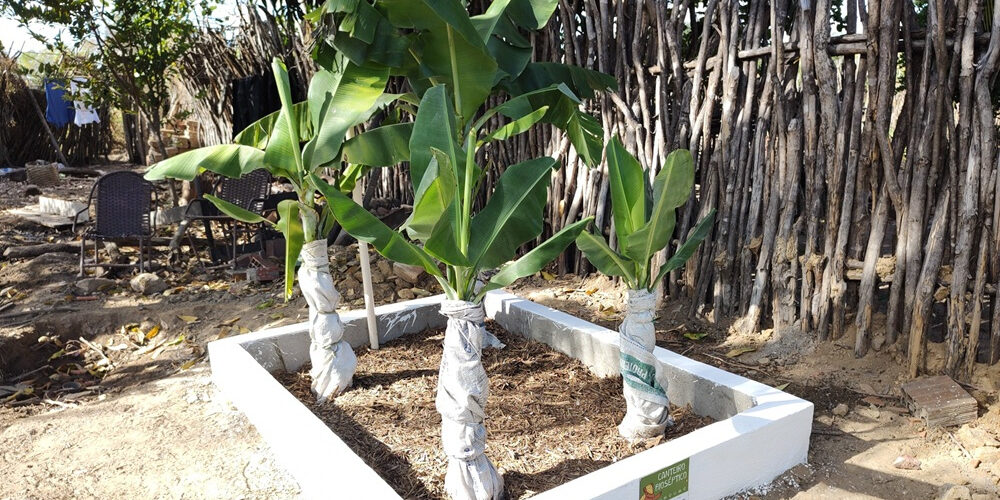 Fossa de bananeira une saneamento e produção rural