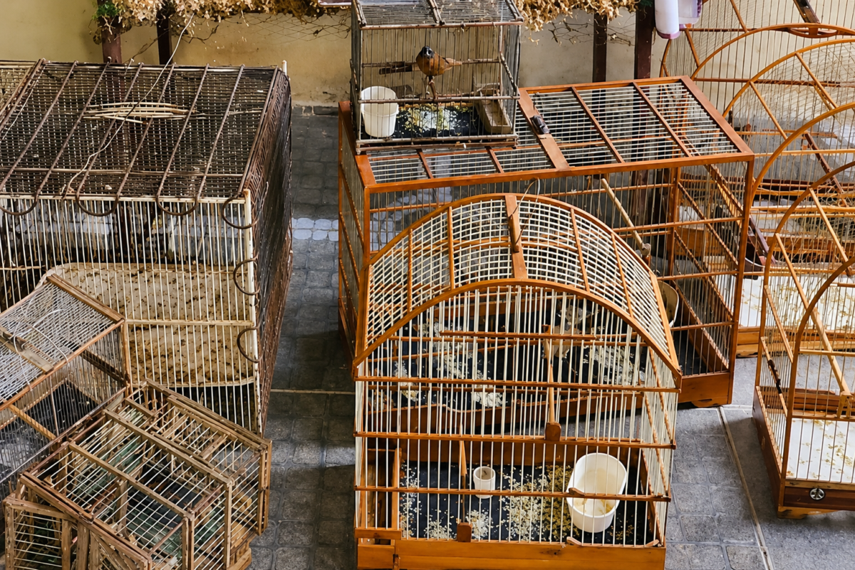 PF combate caça ilegal de animais silvestres no Ceará