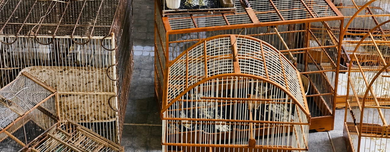 PF combate caça ilegal de animais silvestres no Ceará