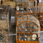PF combate caça ilegal de animais silvestres no Ceará