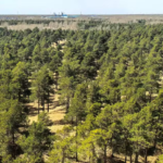 Meio Ambiente: China revela efeitos de 66 bi de árvores