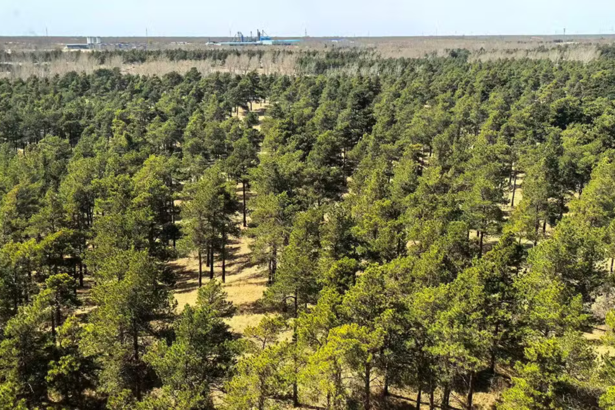 Meio Ambiente: China revela efeitos de 66 bi de árvores