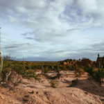 Ambiente: Edital apoia recuperação da Caatinga