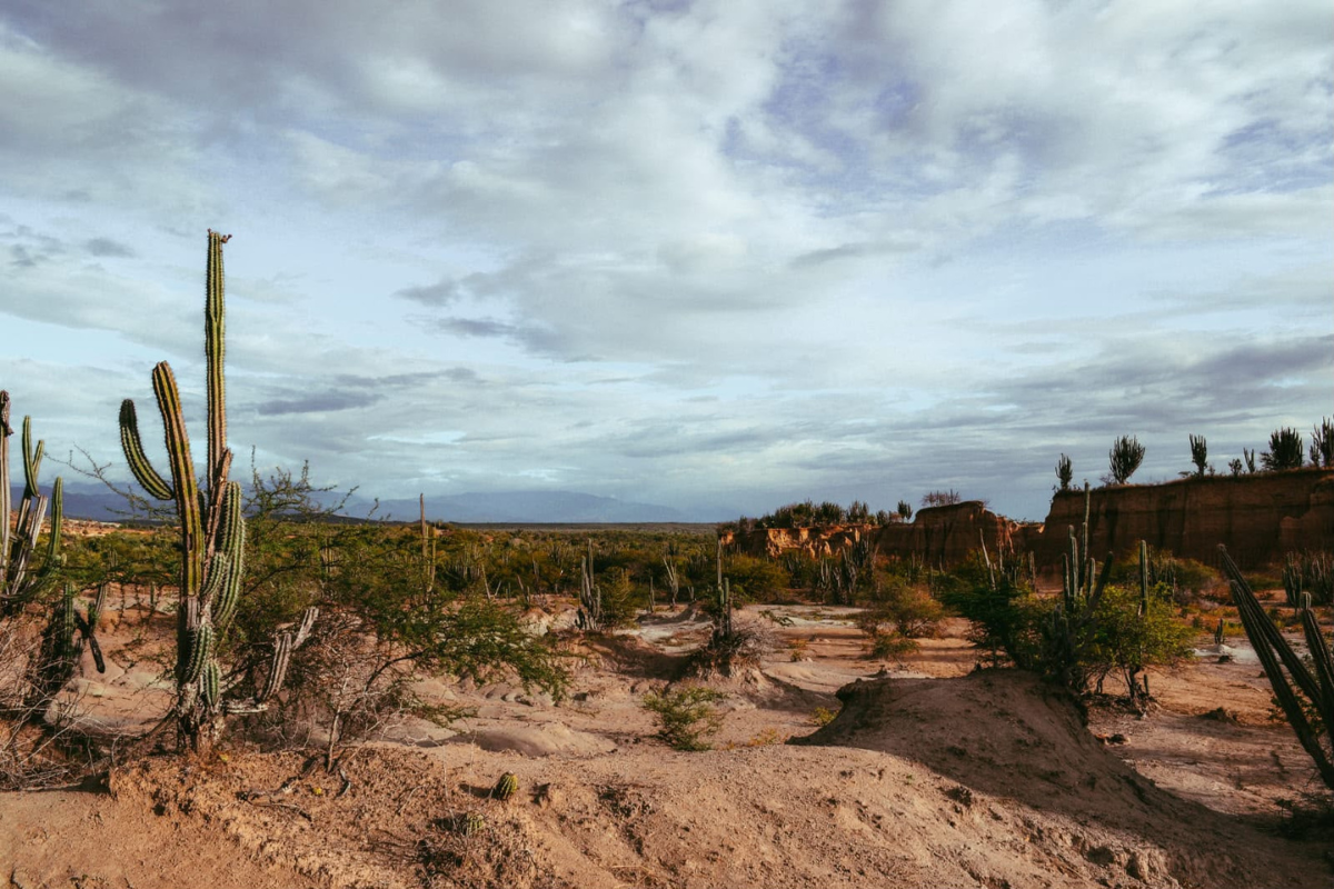 Ambiente: Edital apoia recuperação da Caatinga