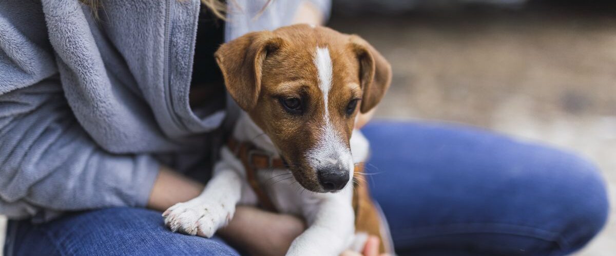 Pets: Grand Shopping promove feira de adoção