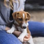 Pets: Grand Shopping promove feira de adoção