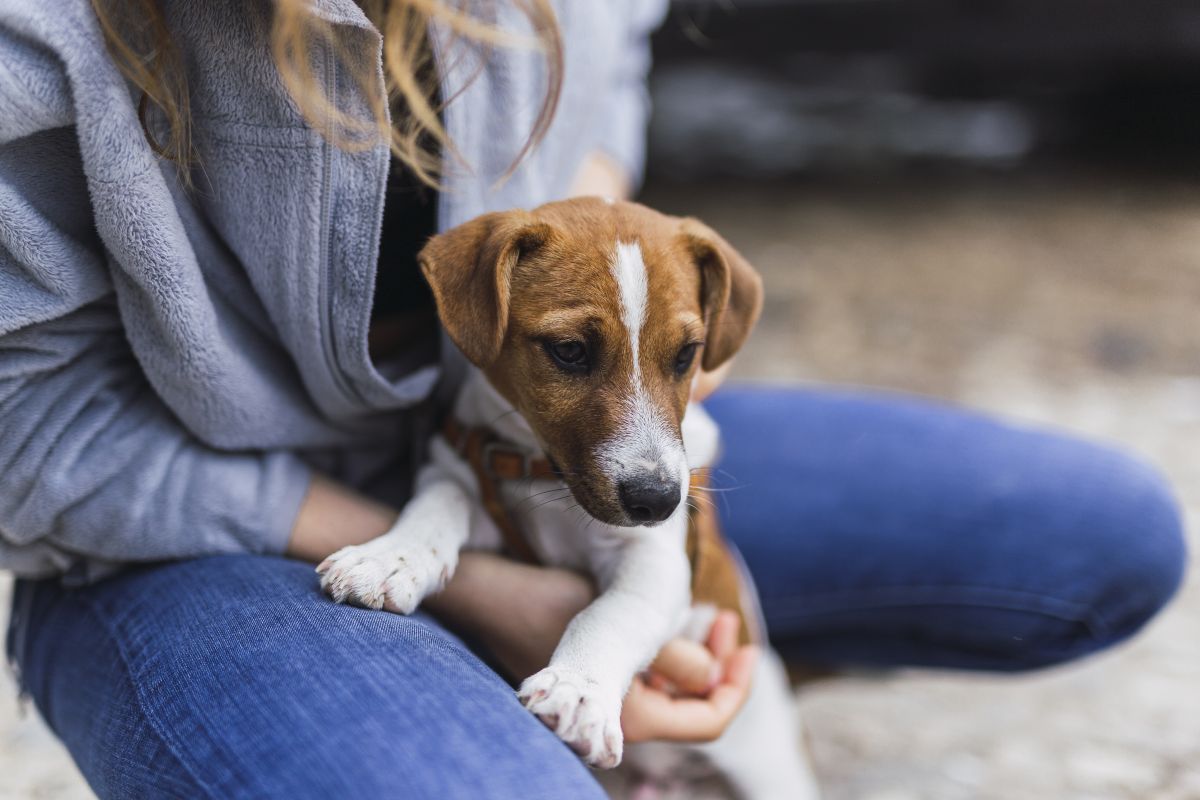 Pets: Grand Shopping promove feira de adoção
