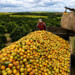 Ambiente: Cascas de laranja regeneram floresta tropical