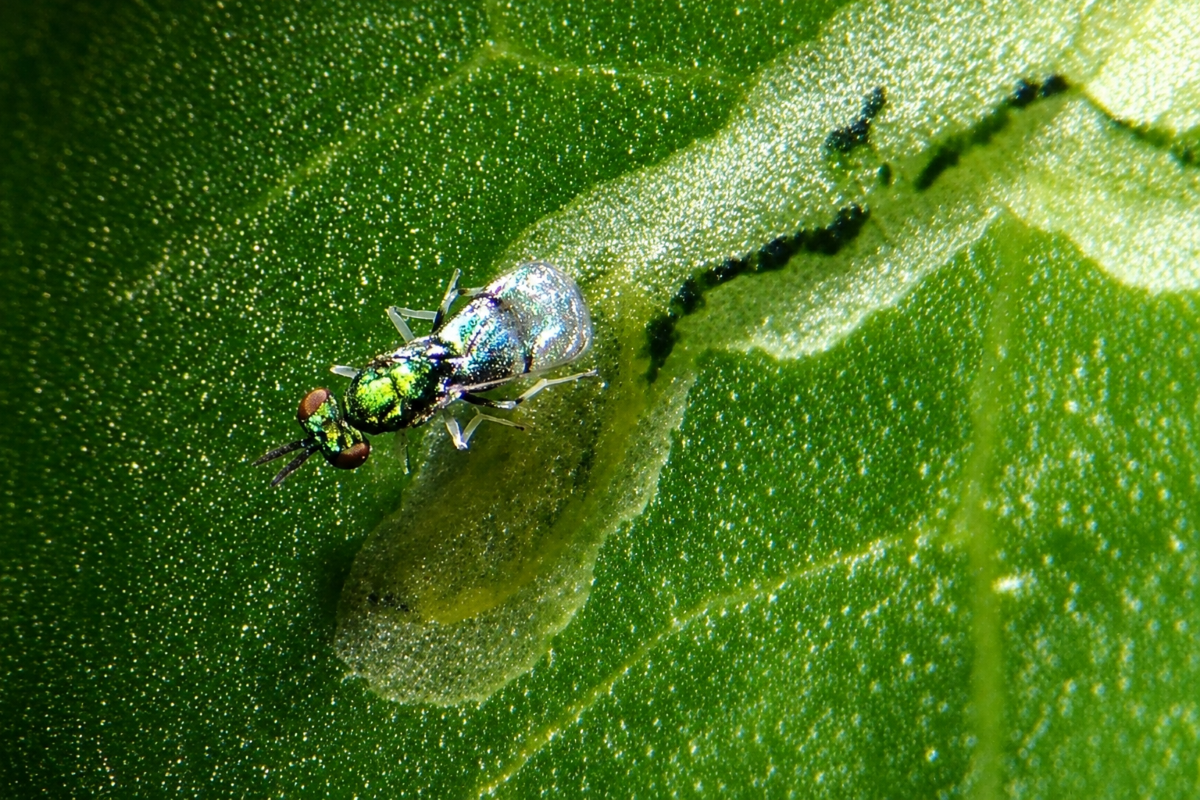 Agronegócio: MinexNeo chega ao Brasil contra mosca-minadora