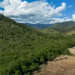 Mata Atlântica perde 9,7 milhões de hectares em 41 anos