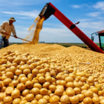 Economia: PIB cresce 0,5% puxado pela agropecuária