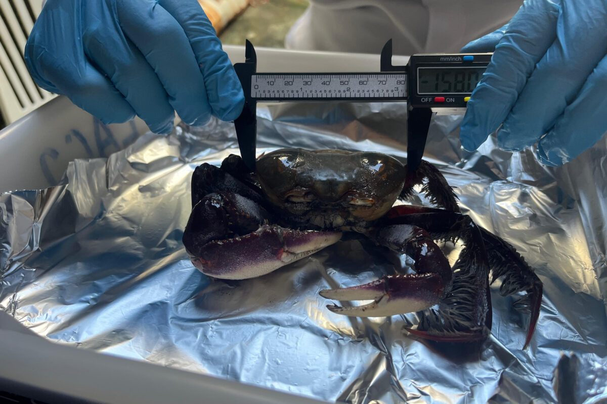 UFC identifica bisfenóis em caranguejos do Ceará