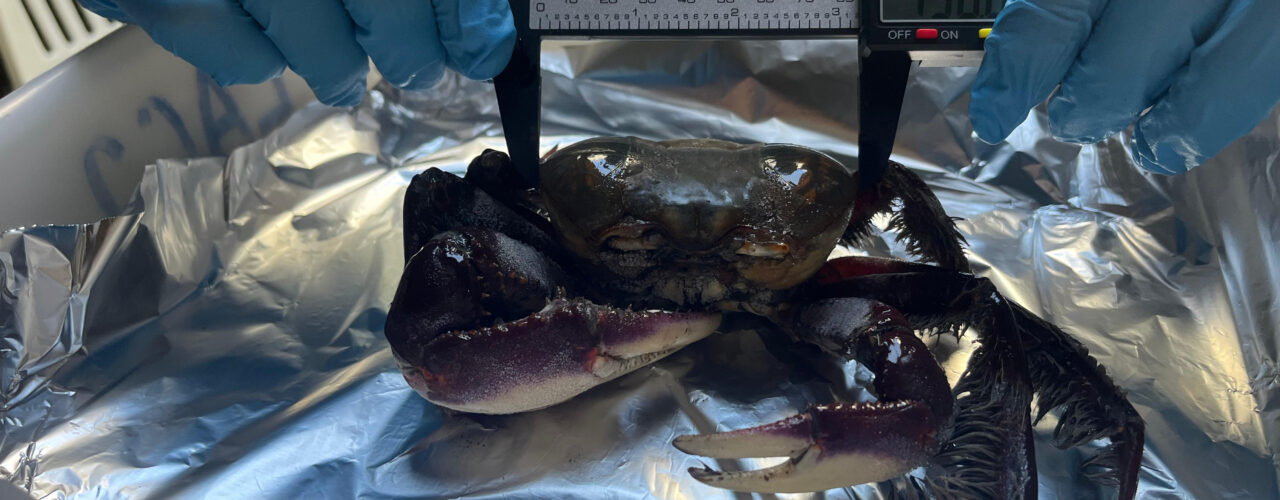 UFC identifica bisfenóis em caranguejos do Ceará