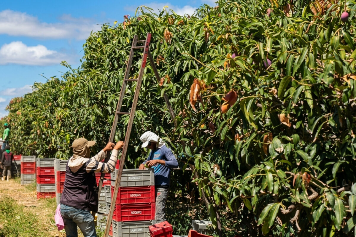 BNB conclui dois lotes da licitação do Agroamigo