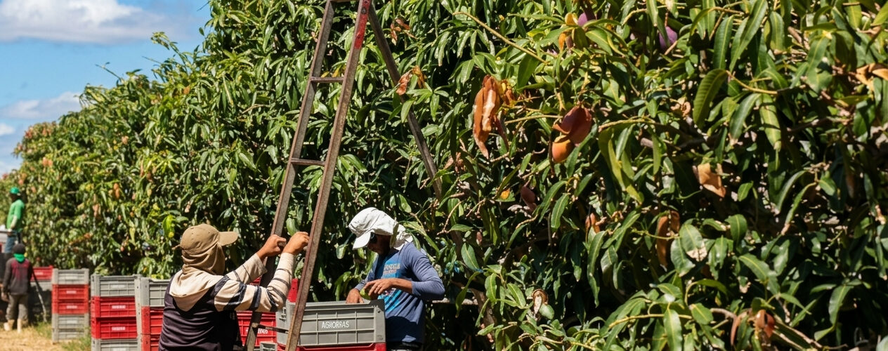 BNB conclui dois lotes da licitação do Agroamigo