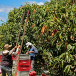 BNB conclui dois lotes da licitação do Agroamigo