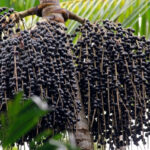 Ibiapina inclui açaí na merenda e valoriza produção local