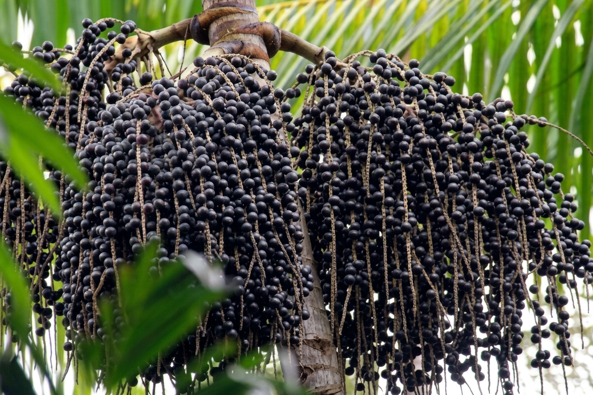 Ibiapina inclui açaí na merenda e valoriza produção local