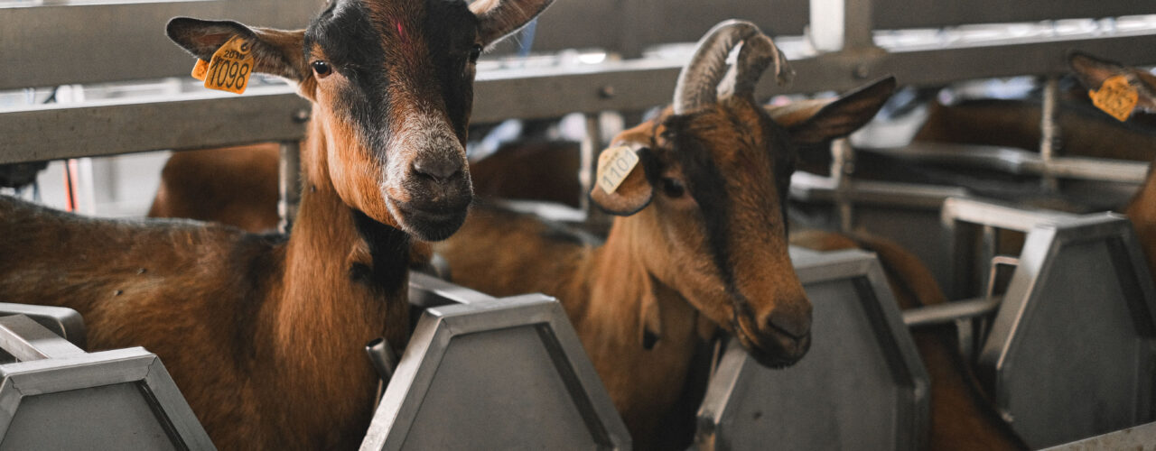 Uece desenvolve estudo para adaptar criação de cabras e ovelhas ao clima