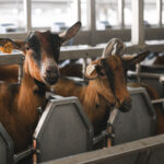 Uece desenvolve estudo para adaptar criação de cabras e ovelhas ao clima