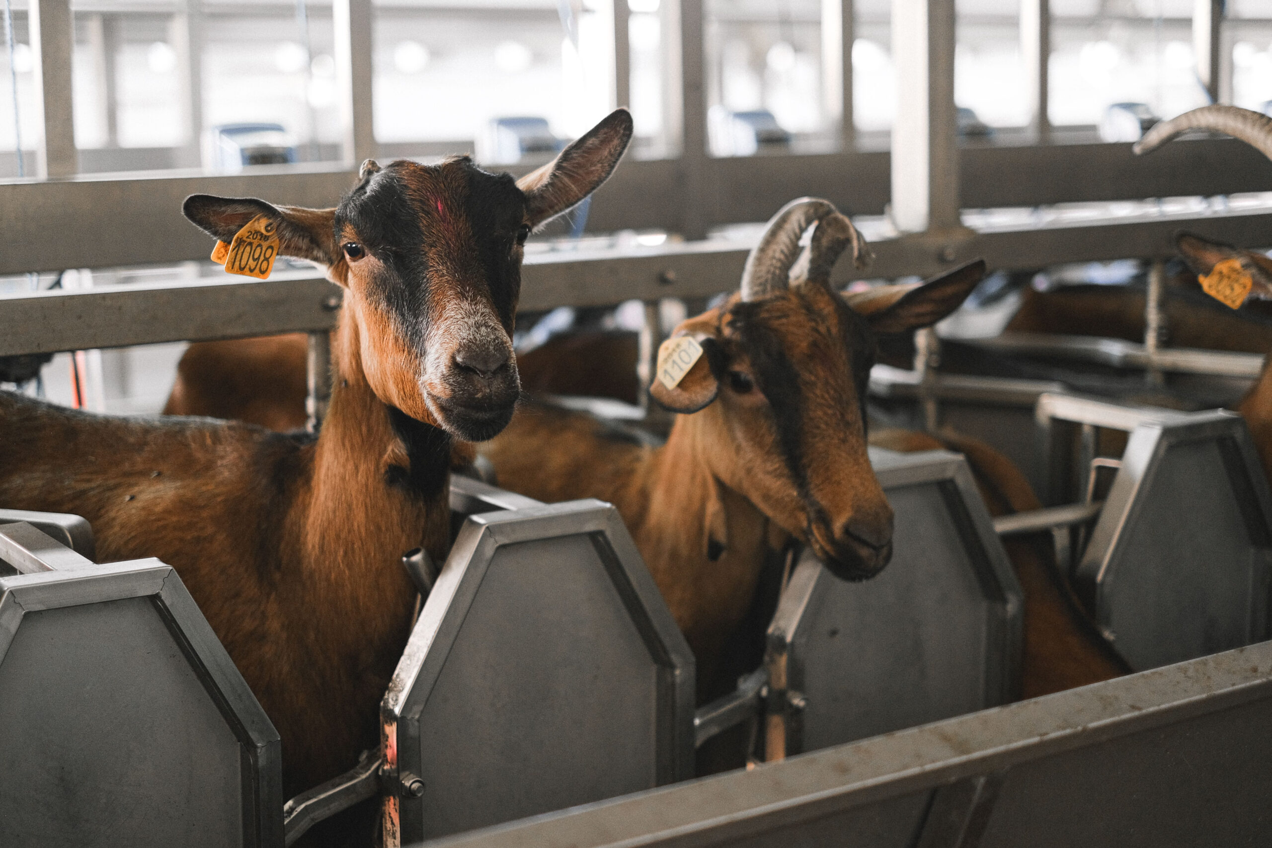 Uece desenvolve estudo para adaptar criação de cabras e ovelhas ao clima