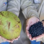Inovação: Uece testa biocarvão de casca de coco no Pecém