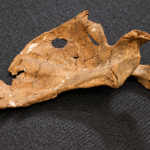 Ciência: Lança pode ter matado neandertal há 75 mil anos